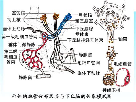 脈象 弦細|病脈與主病